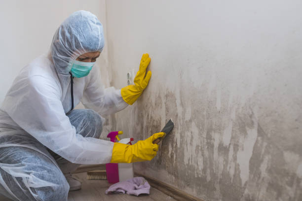 Best Industrial Mold Remediation  in Albany, WI